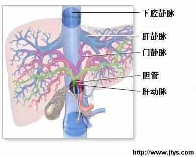 为什么说慢性乙肝是“顽症”