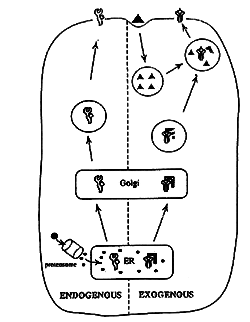 慢性乙肝特异性主动免疫疗法简介