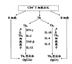 慢性乙肝特异性主动免疫疗法简介