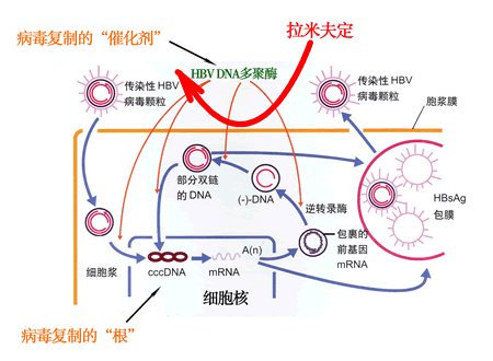 慢性乙型肝炎的抗病毒治疗-蔡晧东