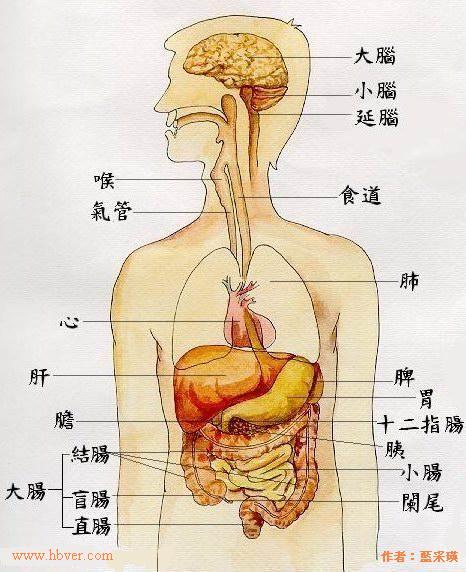 肝脏部位及结构-认识人体最大的消化腺