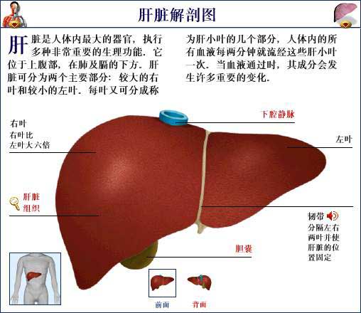 肝癌是可防可治的病