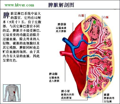 脾脏的解剖特点怎样?