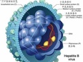 如何预防乙肝病毒对核苷类药物的耐药?