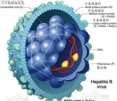 家里有乙肝患者怎样预防感染？