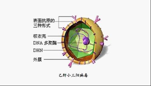 乙肝小三阳检查项目有哪些