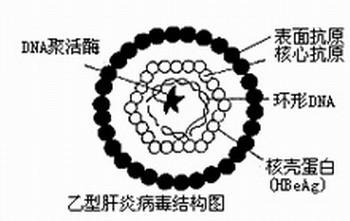 乙肝病毒携带者分为哪几种情况？