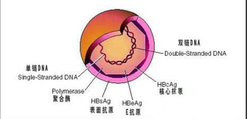 乙肝病情轻重分为几个阶段？