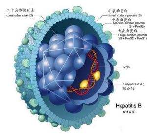 乙肝转阴有哪些类型？