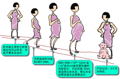 乙肝患者怎样做好母婴阻断？