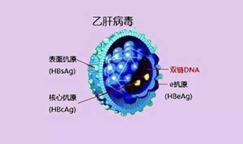 乙肝表面抗原能自然转阴吗？